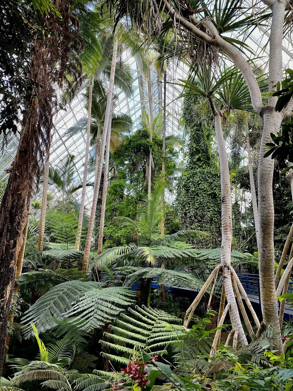 Tall palms and tropical foliage inside the Bicentennial Conservatory at Adelaide Botanic Garden