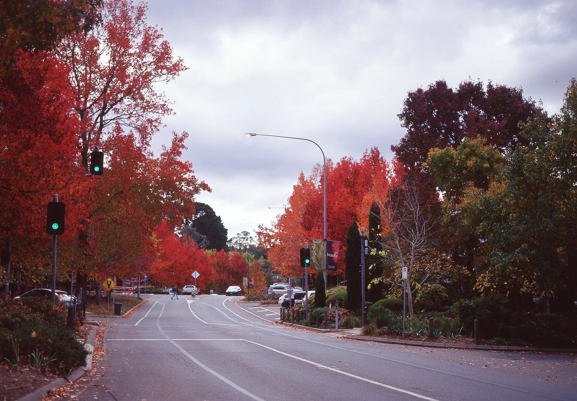Red autumn trees lining the main street of Stirling in the Adelaide Hills