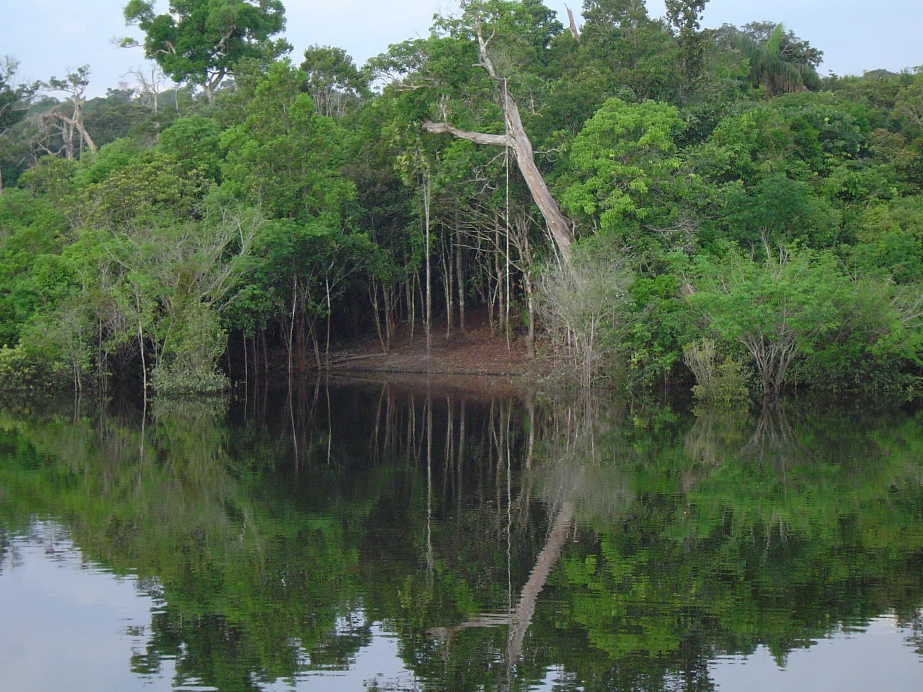 Flooded Amazon forest reflected in still blackwater near Manaus, Brazil