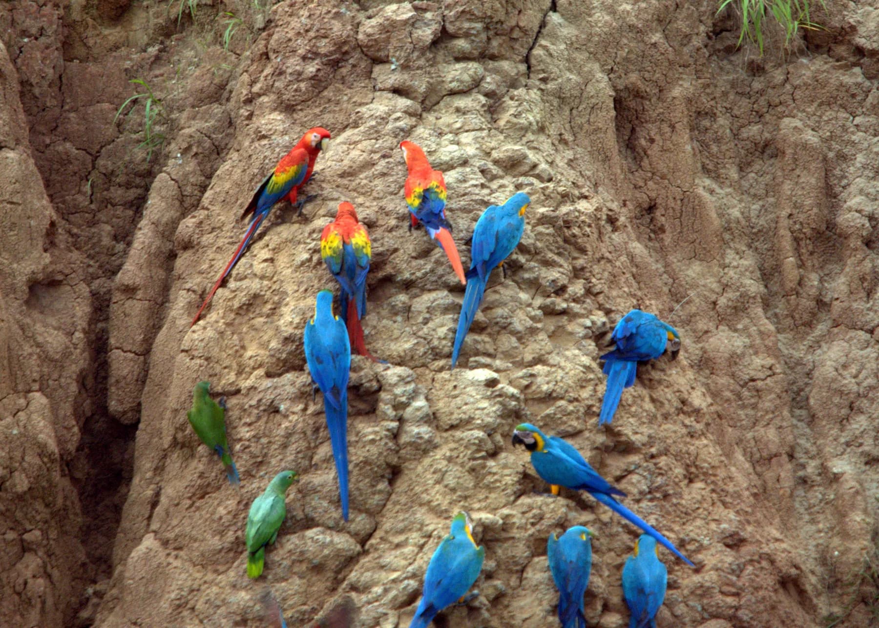 Blue-and-yellow and scarlet macaws gathered at a clay lick in Tambopata National Reserve, Peru