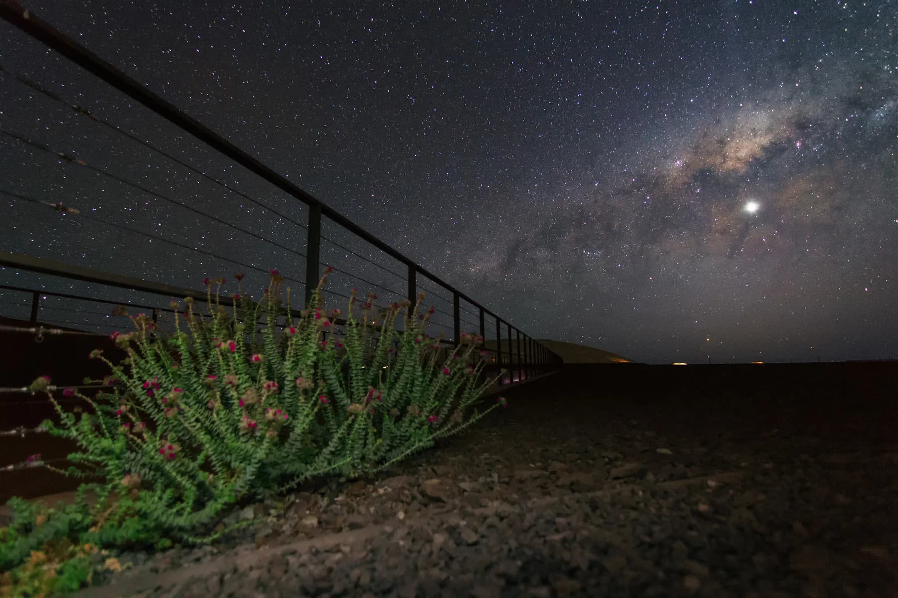 The Milky Way rising above the dark Atacama Desert horizon with a desert shrub in the foreground