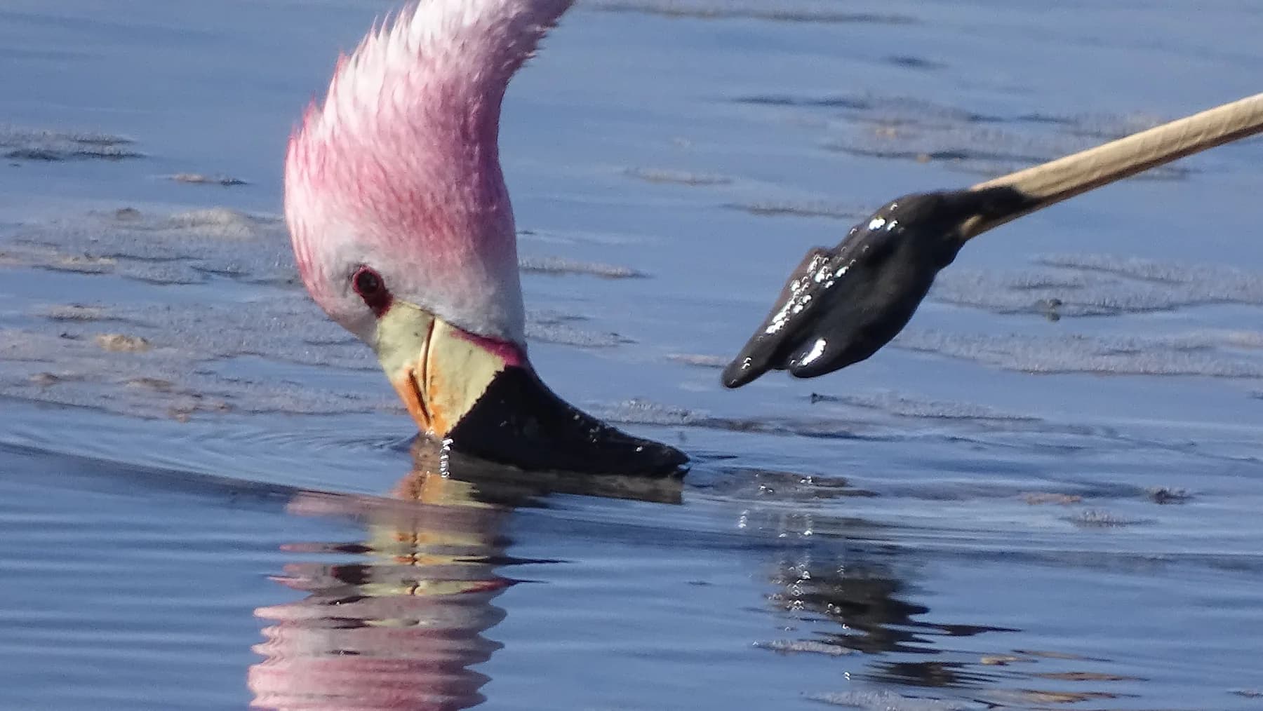 A pink flamingo feeding in blue water at Laguna Chaxa in the Salar de Atacama