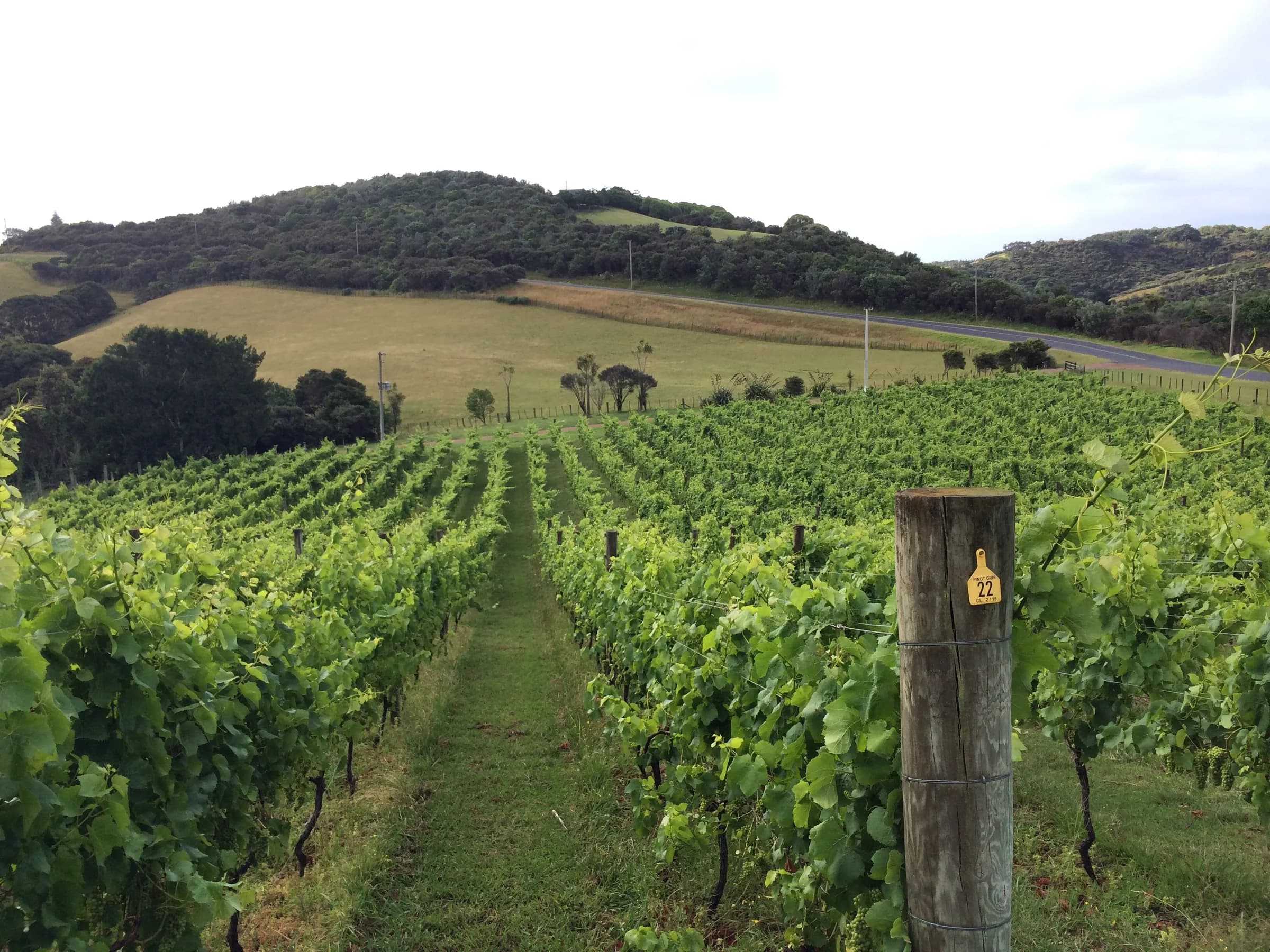 Rows of grapevines on a hillside vineyard on Waiheke Island