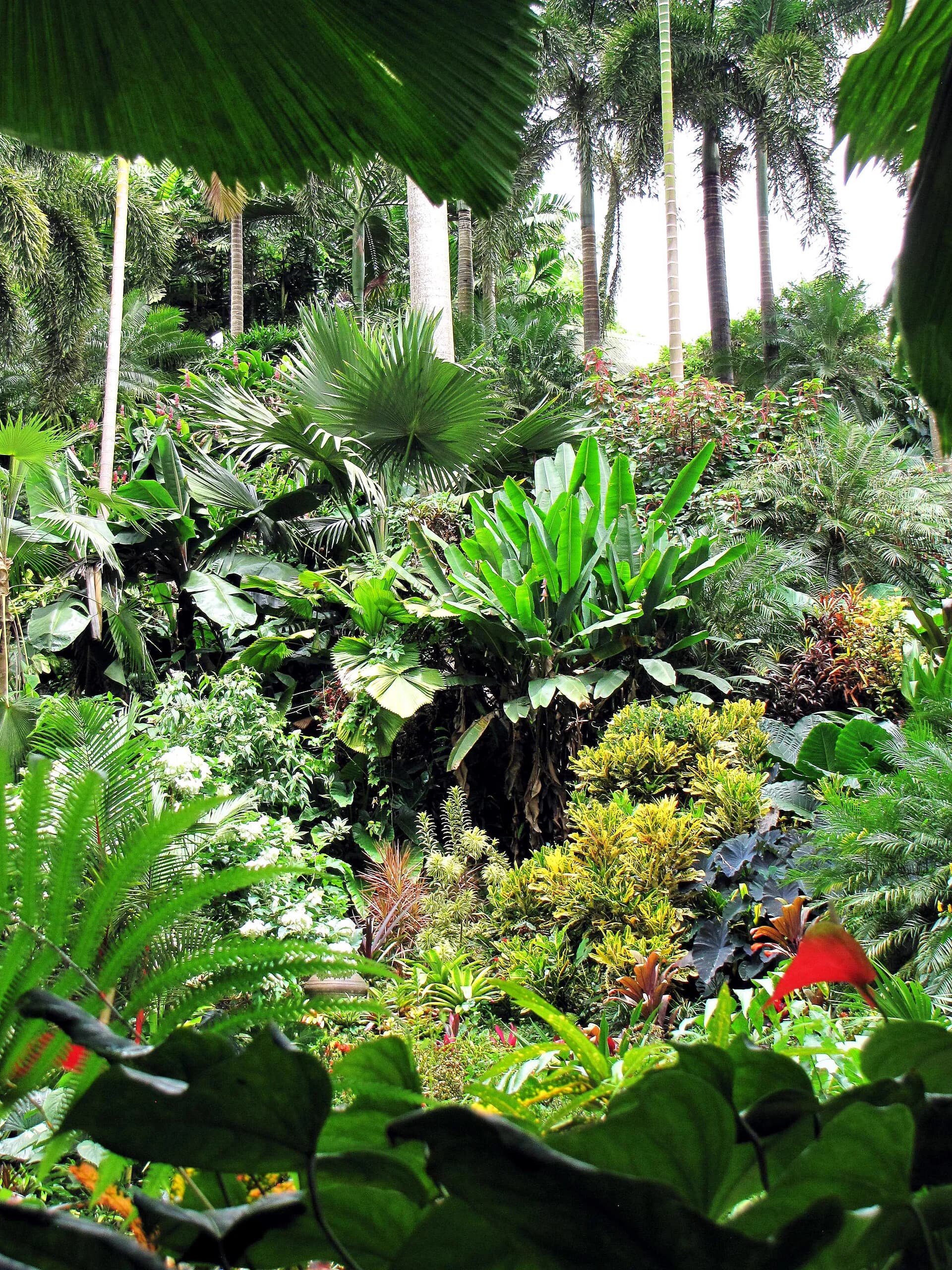 Dense tropical planting inside Hunte's Gardens in Barbados