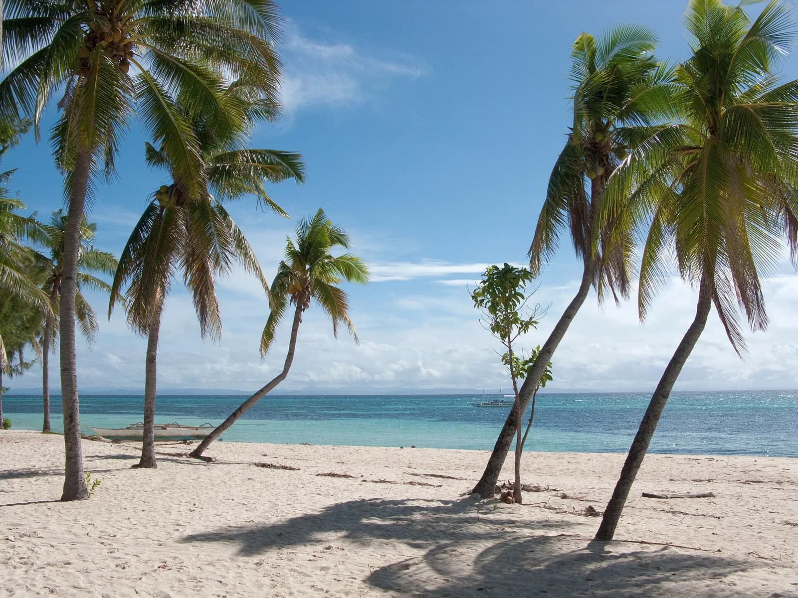 Palm trees and white sand along Bounty Beach on Malapascua Island, Cebu