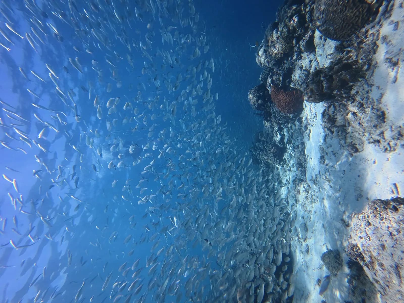 A dense school of silver sardines moving through blue water off Moalboal, Cebu