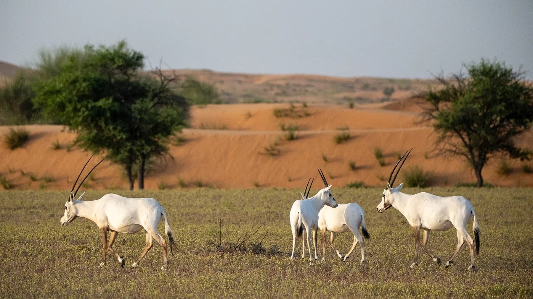 Arabian oryx walking among dunes and trees in Dubai Desert Conservation Reserve