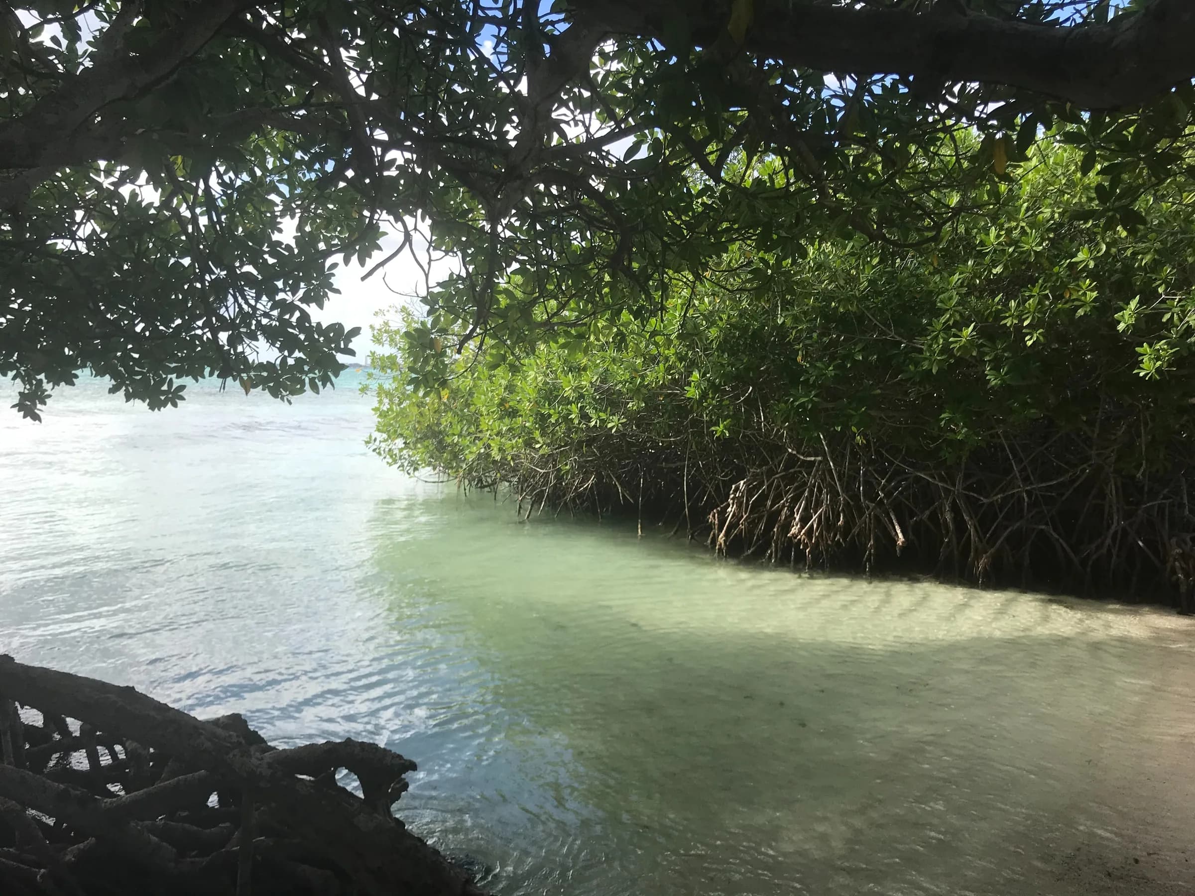 Shallow clear water and mangroves along Mangel Halto Beach in Savaneta, Aruba