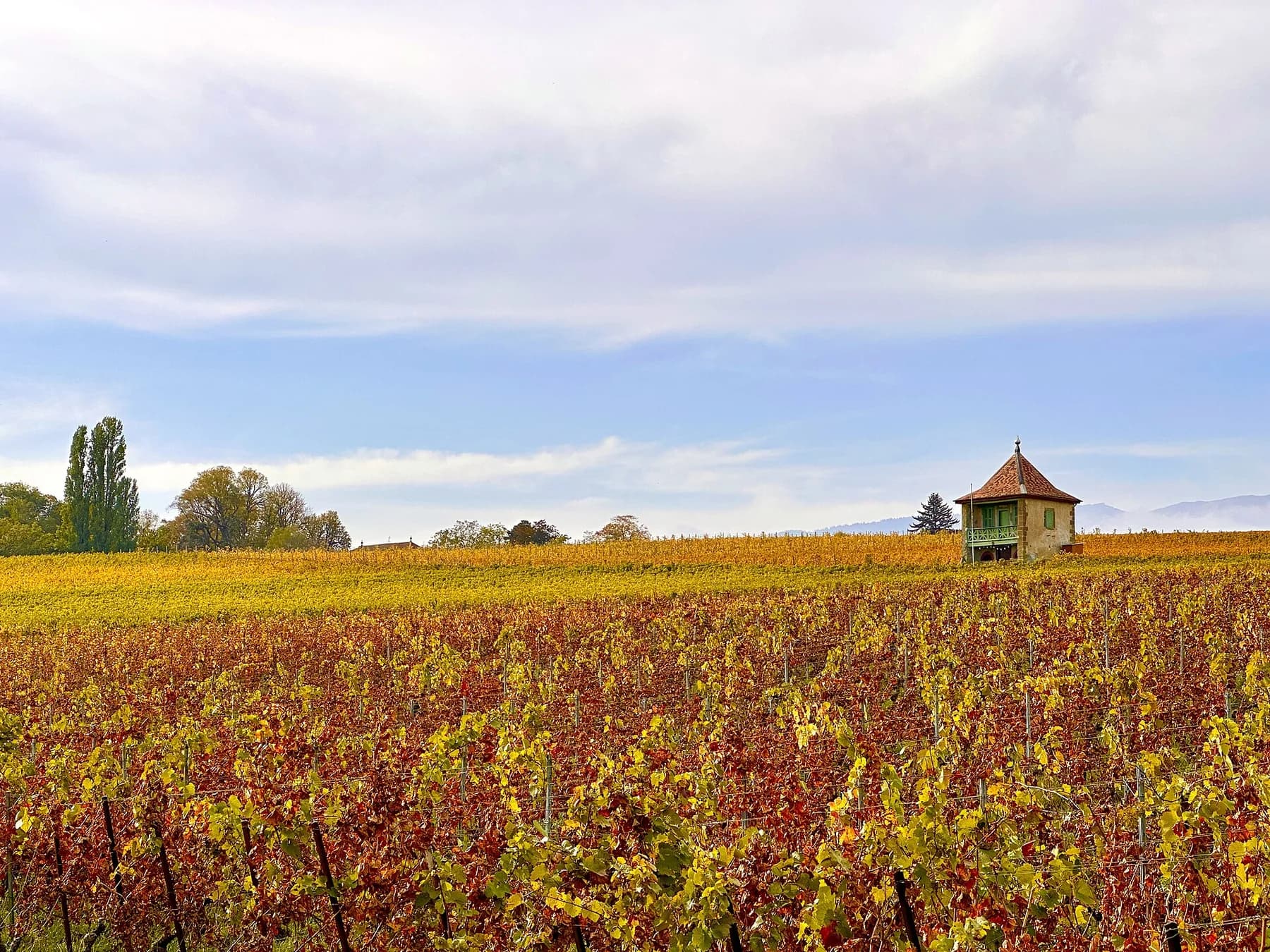 Autumn vineyards and a small field shelter in Bourdigny in the canton of Geneva
